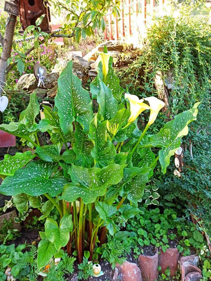B&B Va...Lentina Piavata 外观 照片